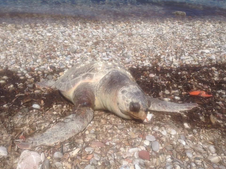 Εντοπίστηκε νεκρή χελώνα καρέτα καρέτα στην παραλία των Βραχνεϊκων