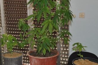 Ηλεία: Σε γλάστρες καλλιεργούσε χασίς 33χρονος