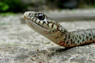 Αγρίνιο: Στο νοσοκομείο γυναίκα μετά από δάγκωμα φιδιού στο Καινούριο