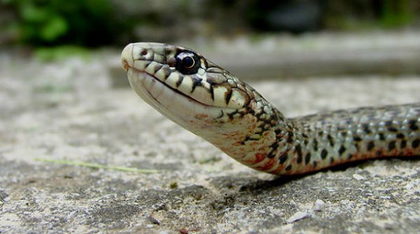 Αγρίνιο: Στο νοσοκομείο γυναίκα μετά από δάγκωμα φιδιού στο Καινούριο