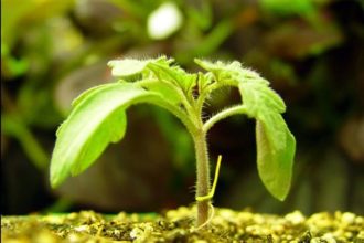 Κινδυνεύει με "λουκέτο" το Ινστιτούτο Προστασίας Φυτών Πάτρας;