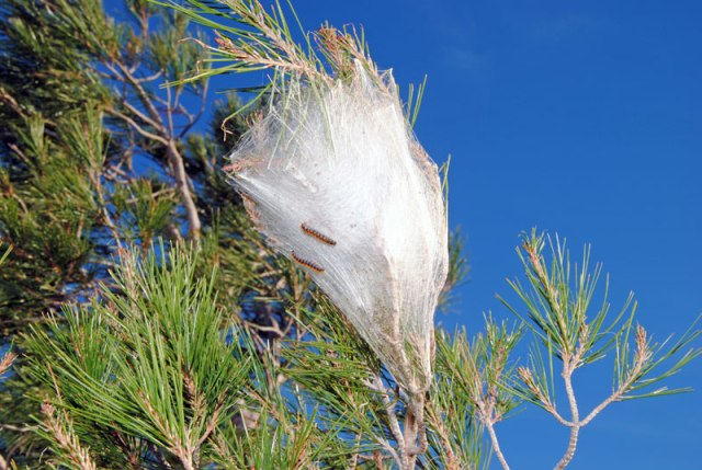 Αχαΐα: Επιδρομή από κάμπιες σε δάση και χωριά - Αδύναμες οι αρχές να αντιμετωπίσουν το φαινόμενο - ΦΩΤΟΓΡΑΦΙΕΣ