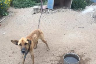 Απίστευτο περιστατικό στο Λάππα: Έχει τον σκύλο αλυσοδεμένο, χωρίς τροφή - νερό για να αγριέψει (!)