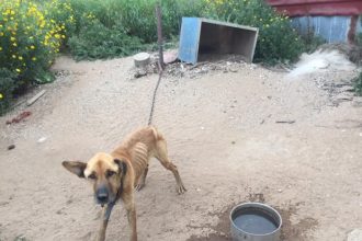 Συνελήφθη ηλικιωμένος από το Λάππα για κακοποίηση σκύλου