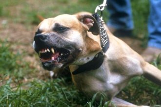 Πάτρα: Σκύλος πιτ μπουλ επιτέθηκε σε 30χρονη στο λιμάνι και την τραυμάτισε