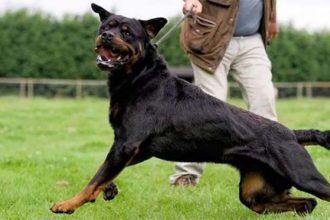 Τραγωδία στην Κοζάνη: Σκυλιά τραυμάτισαν θανάσιμα 5χρονο αγοράκι