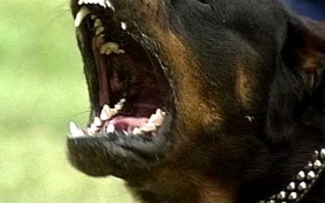 Η περιγραφή της μητέρας του 5χρονου που κατασπάραξαν τα ροτβάιλερ στην Κοζάνη - ΒΙΝΤΕΟ