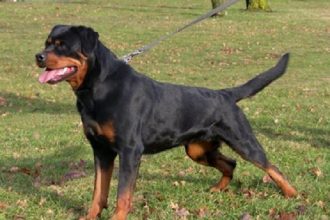 Σοκ στην Κοζάνη: Νεκρός 5χρονος μετά από επίθεση σκύλου!