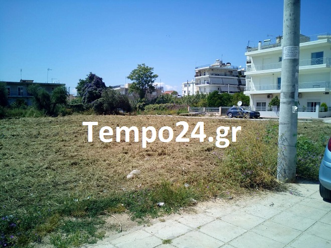 Καθαρίστηκε από το Δήμο Πατρέων ο χώρος από τα χορτάρια... "δέντρα"- ΔΕΙΤΕ ΦΩΤΟΓΡΑΦΙΕΣ