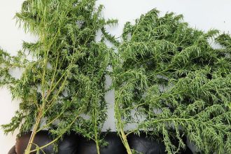 Συνελήφθη 37χρονη που καλλιεργούσε 101 δενδρύλλια κάνναβης