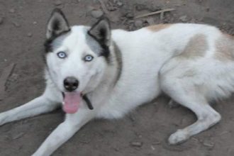 Και νέα επίθεση σκύλου σε 8χρονο