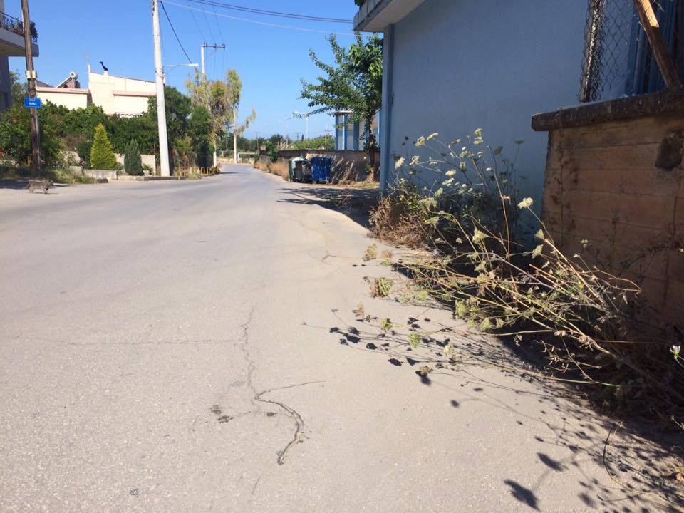 Πάτρα: Φίδια "βολτάρουν" στην Οβρυά - Ανησυχία στους κατοίκους - ΦΩΤΟΓΡΑΦΙΕΣ