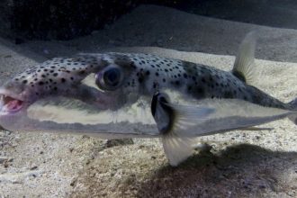 Κίνδυνος-θάνατος το ψάρι λαγοκέφαλος