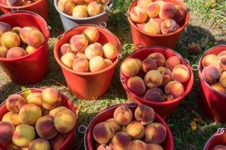 Αποσύρονται 16.000 τόνοι ροδάκινα, γίνονται χυμός και κομπόστα