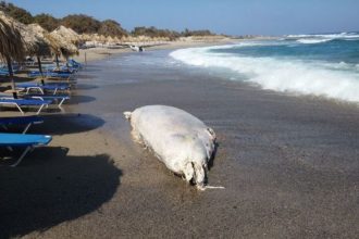 Φάλαινα 4 τόνων ξεβράστηκε στην Κρήτη - ΒΙΝΤΕΟ - ΦΩΤΟΓΡΑΦΙΕΣ