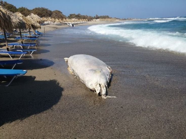 Φάλαινα 4 τόνων ξεβράστηκε στην Κρήτη - ΒΙΝΤΕΟ - ΦΩΤΟΓΡΑΦΙΕΣ