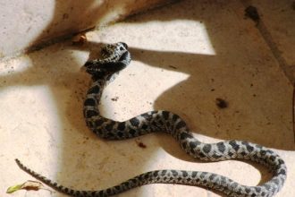 Φίδι στην αυλή σπιτιού στο κέντρο του Πύργου!