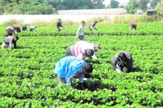 Νόμιμη η εργασία για τους αλλοδαπούς εργάτες-Τα δικαιολογητικά για τους ενδιαφερόμενους αγρότες