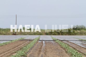 Ηλεία: Τετέλεσται! Πνίγηκαν στη λάσπη καρπούζια, τομάτα, πατάτες, κηπευτικά