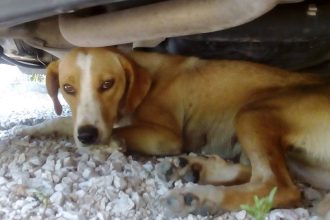 Πάτρα: Καταγγελίες και διαπληκτισμοί για τα αδέσποτα - Άμεση ανάγκη για δημιουργία καταφυγίου