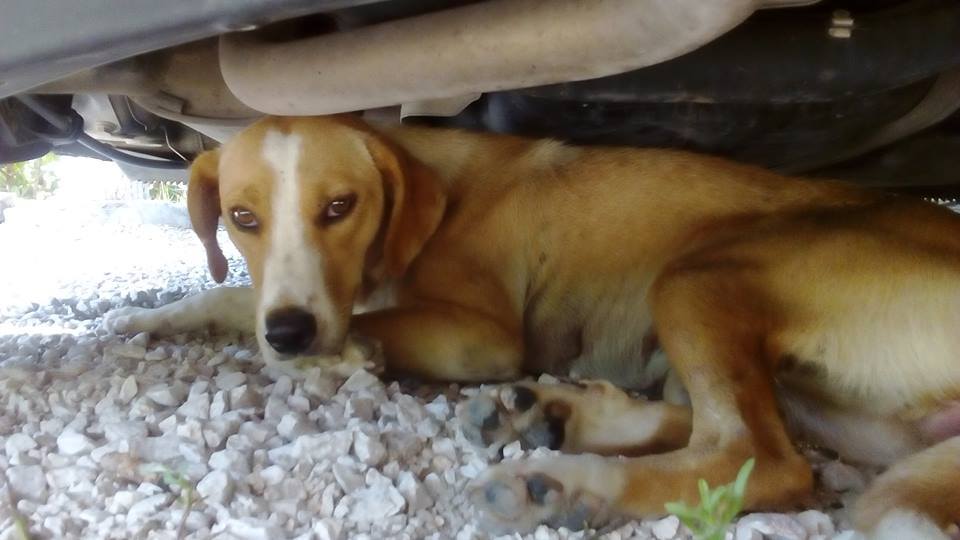 Πάτρα: Καταγγελίες και διαπληκτισμοί για τα αδέσποτα - Άμεση ανάγκη για δημιουργία καταφυγίου