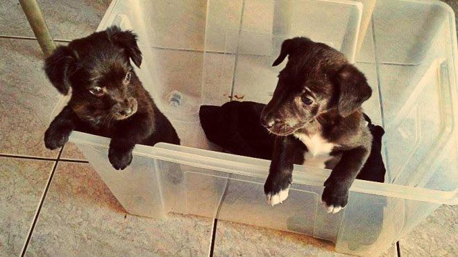 Πάτρα: Ο Αστυνομικός που φιλοξενεί τα αδέσποτα από την Πλαζ μέχρι ο Δήμος να βρει χώρο!