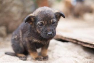 Μέσα σε λίγες ώρες δηλητηρίασαν επτά ζώα στην Ηλεία - ΦΩΤΟΓΡΑΦΙΑ
