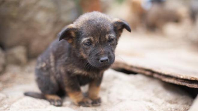 Μέσα σε λίγες ώρες δηλητηρίασαν επτά ζώα στην Ηλεία - ΦΩΤΟΓΡΑΦΙΑ