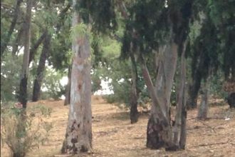 Πάτρα: Τρόμος στο Δασύλλιο - Νέα επίθεση σε συμπολίτισσα από 12 αδέσποτα! ΦΩΤΟΓΡΑΦΙΕΣ