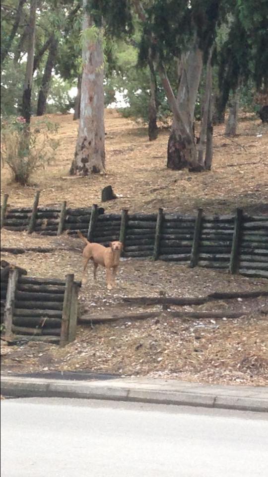 Πάτρα: Τρόμος στο Δασύλλιο - Νέα επίθεση σε συμπολίτισσα από 12 αδέσποτα! ΦΩΤΟΓΡΑΦΙΕΣ
