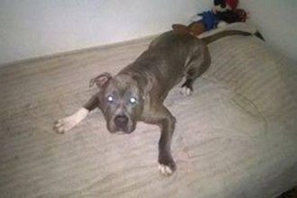 Βίαζε και κακοποιούσε συστηματικά σκύλο!