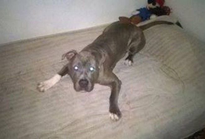 Βίαζε και κακοποιούσε συστηματικά σκύλο!