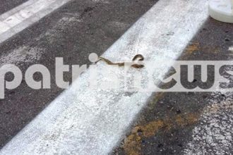 Πύργος: Ένα ακόμα φίδι προκάλεσε αναστάτωση στο κέντρο της πόλης