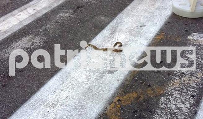 Πύργος: Ένα ακόμα φίδι προκάλεσε αναστάτωση στο κέντρο της πόλης