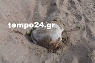 "Ξέθαψαν" νεκρή Καρέτα - Καρέτα στην Καλογριά - ΔΕΙΤΕ ΦΩΤΟΓΡΑΦΙΕΣ