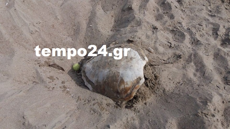 "Ξέθαψαν" νεκρή Καρέτα - Καρέτα στην Καλογριά - ΔΕΙΤΕ ΦΩΤΟΓΡΑΦΙΕΣ