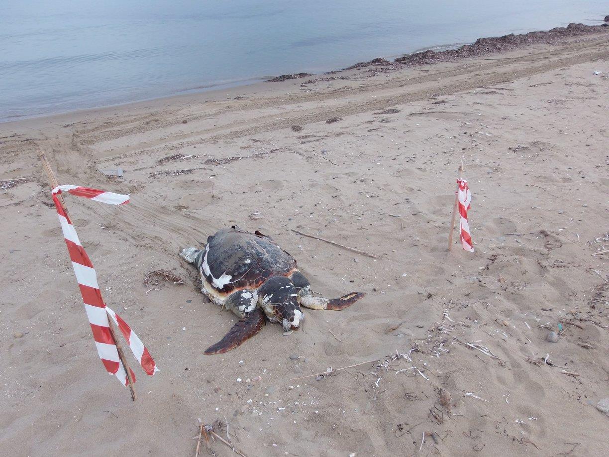 Στον «αέρα» το πρόγραμμα προστασίας των θαλάσσιων χελώνων στην Αχαΐα