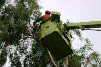 Πάτρα: Συνεχίζεται το κλάδεμα δέντρων