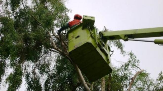 Πάτρα: Συνεχίζεται το κλάδεμα δέντρων