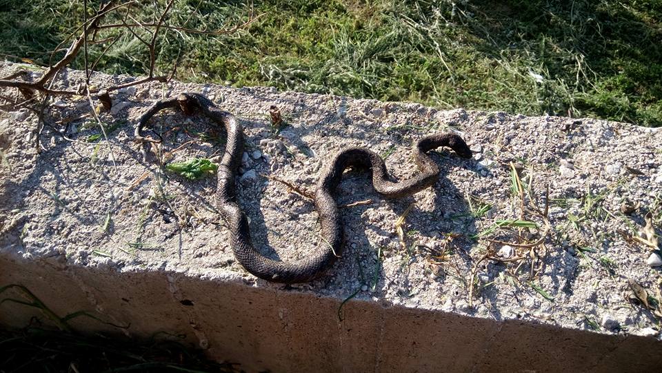 Ψάχνουν το μεγάλο φίδι που σκορπά πανικό . . .