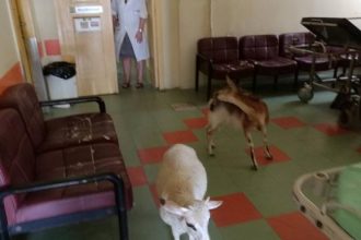 Μια γίδα και ένα πρόβατο βρήκαν δροσιά στο νοσοκομείο - ΔΕΙΤΕ ΦΩΤΟΓΡΑΦΙΕΣ