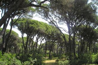 Ηλεία: Οίκο ανοχής στη... φύση ανακάλυψε επιχείρηση της ΕΛΑΣ στη Στροφυλιά