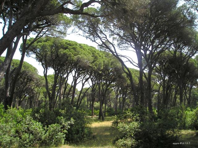 Ηλεία: Οίκο ανοχής στη... φύση ανακάλυψε επιχείρηση της ΕΛΑΣ στη Στροφυλιά