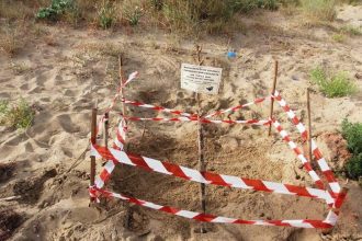 Ξεκίνησε η ωοτοκία της θαλάσσιας χελώνας Caretta - caretta - ΔΕΙΤΕ ΦΩΤΟΓΡΑΦΙΕΣ ΚΑΙ ΒΙΝΤΕΟ