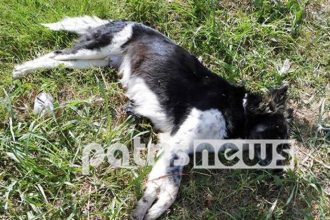 Δηλητηριασμένα αδέσποτα από φόλες στην Ηλεία