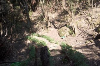 Ανάμεσα στα δέντρα η φυτεία χασίς - Σε θαμνώδη βλάστηση οι "καβάντζες" - Σύλληψη από την ΕΛ.ΑΣ. μετά από μεθοδική έρευνα - ΔΕΙΤΕ ΦΩΤΟ