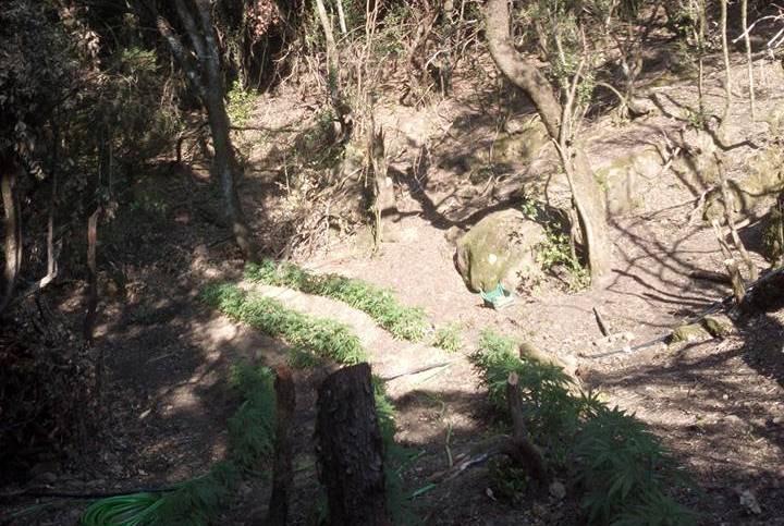 Ανάμεσα στα δέντρα η φυτεία χασίς - Σε θαμνώδη βλάστηση οι "καβάντζες" - Σύλληψη από την ΕΛ.ΑΣ. μετά από μεθοδική έρευνα - ΔΕΙΤΕ ΦΩΤΟ