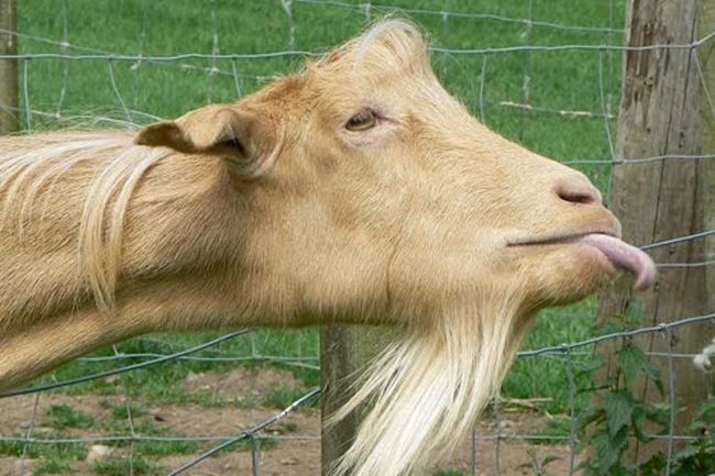 Πανεπιστήμιο Queen Mary: Οι κατσίκες μπορούν να επικοινωνήσουν με τους ανθρώπους, όπως οι σκύλοι