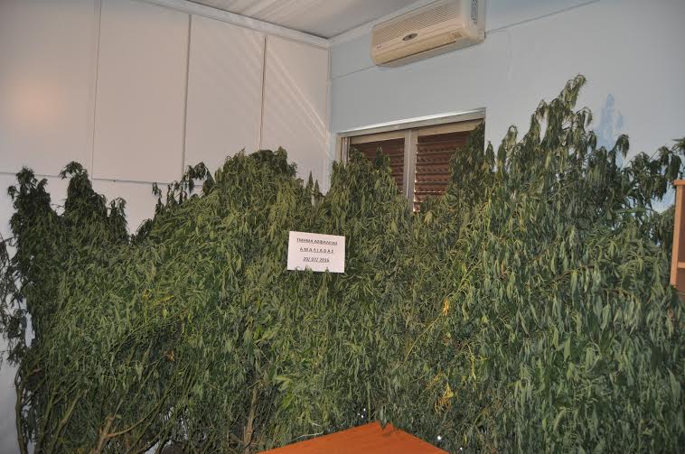 Ηλεία - Βαρθολομιό: Συλλήψεις δυο χασισοκαλλιεργήτων - Εκριζώθηκαν πάνω από 100 δενδρύλλια - ΦΩΤΟΓΡΑΦΙΕΣ