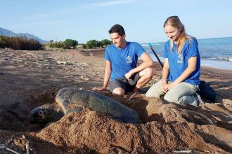 Ξεπέρασαν τις 1.000 οι φωλιές της καρέτα - καρέτα